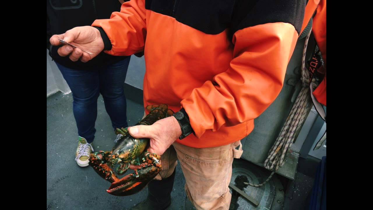 Fred Penney: Part time lobster fisherman, full time lobster enthusiast