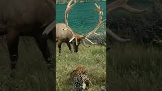 Download Lagu Tak sadar didekati leopard rusa ini tetap tenang #shorts #animals #moose #leopard MP3