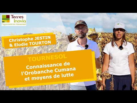 Vidéo: Ravageurs agricoles : orobanche du tournesol