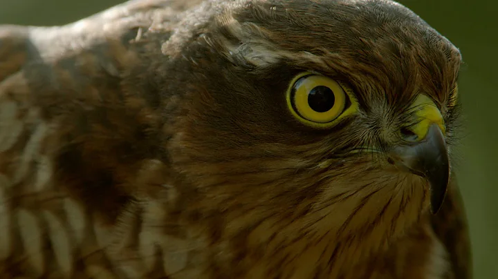 How sparrowhawks catch garden birds - Life in the ...