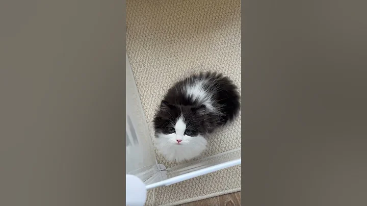 Video 11027131: funny cat jumping