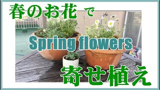 【ガーデニング】春のお花で寄せ植えしました。ブルー✖ホワイトのお花でシンプルで可愛らしく作りました。