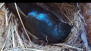 Violet Green Swallow on Nest