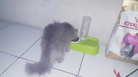 Watch the video about Review dan testimoni ROYAL CANIN KITTEN PERSIAN