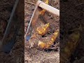 Rural planting #rural food #rural life #dig bamboo shoots