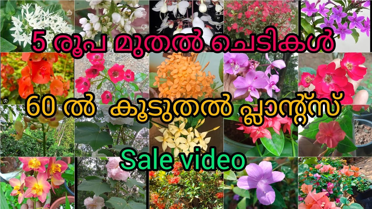 കുറഞ്ഞ വിലയിൽ ചെടികൾ 