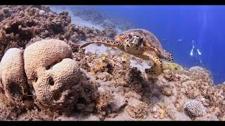 Oceanic-Liveaboards Image Clip - North Dahab Tour