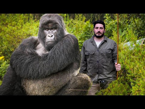 Video: Varför har gorillor egentligen stora näsborrar