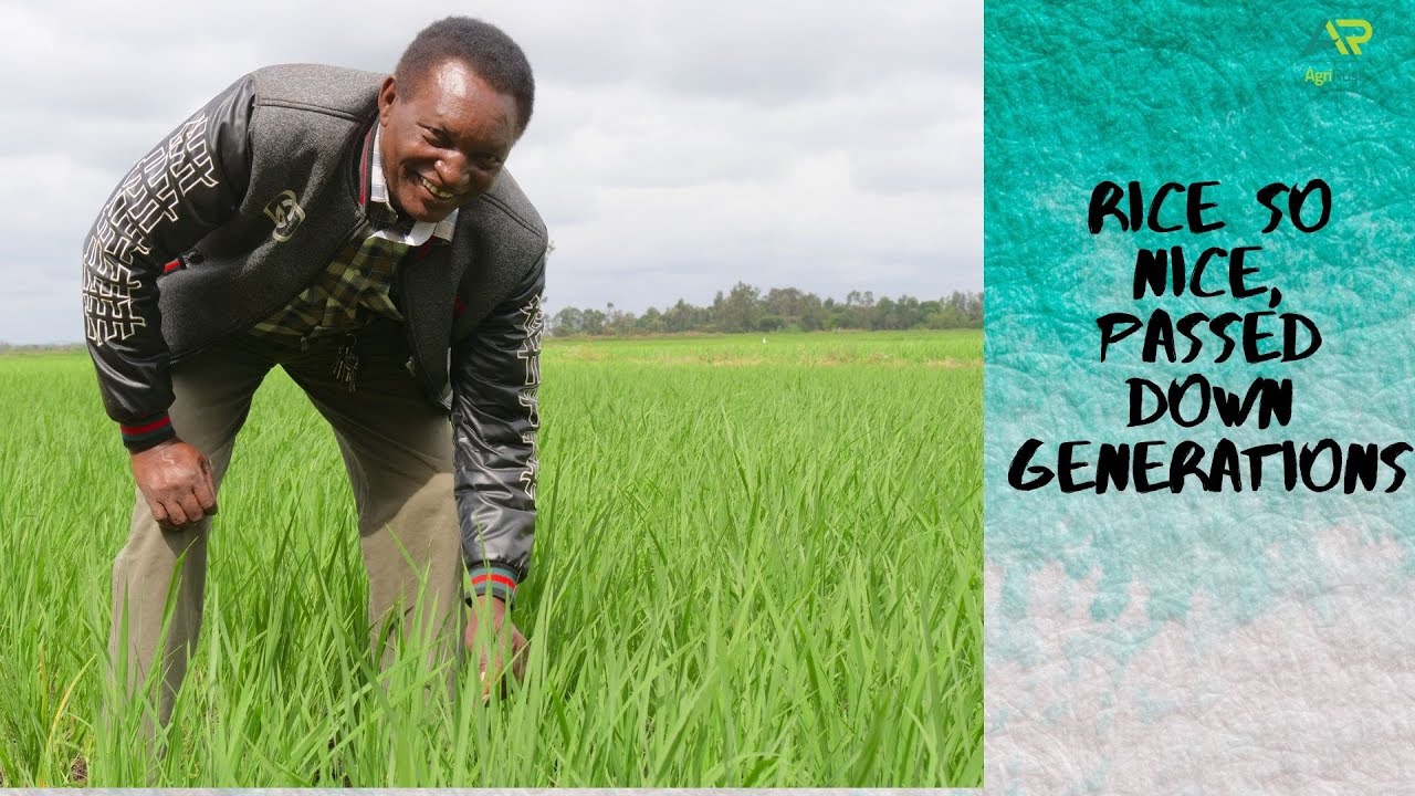 Creating generational wealth through rice farming