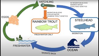 Steelhead in the Classroom: Steelhead Trout vs. Rainbow Trout