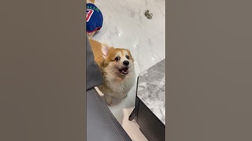 Mỏ hỗn tại tâm #eovivlog #xuhuong #trending #tiktok #corgi #cute #trendingshorts #dog #corgipuppy