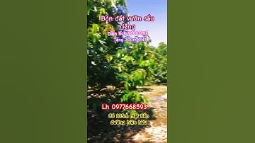 Không có thời gian chăm sóc vườn cần chuyển nhượng lại mảnh đất nhà vườn trái cây sầu riêng thái