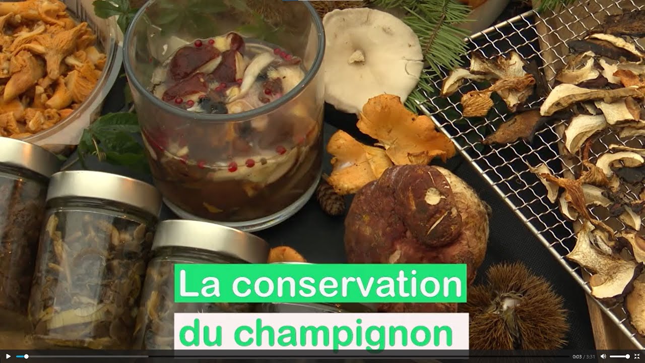 Comment préparer, cuisiner  et conserver les champignons