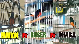 Minion VS Buser VS Ohara !! Adu kualitas murai terbaik indonesia