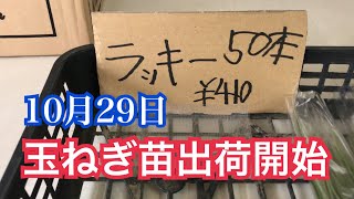 玉ねぎ苗出荷開始です 今年は不作みたいです・農業