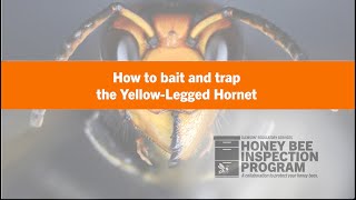 How To Make A Trap And Bait For The Yellow-Legged Hornet?