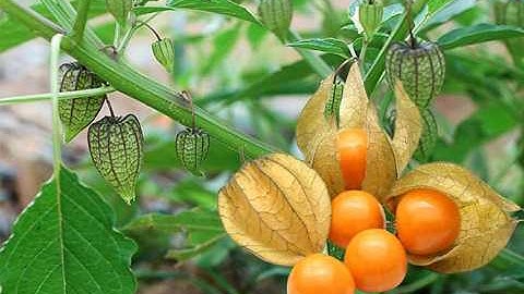 Cây thù lù trị bệnh gì và công dụng ra sao