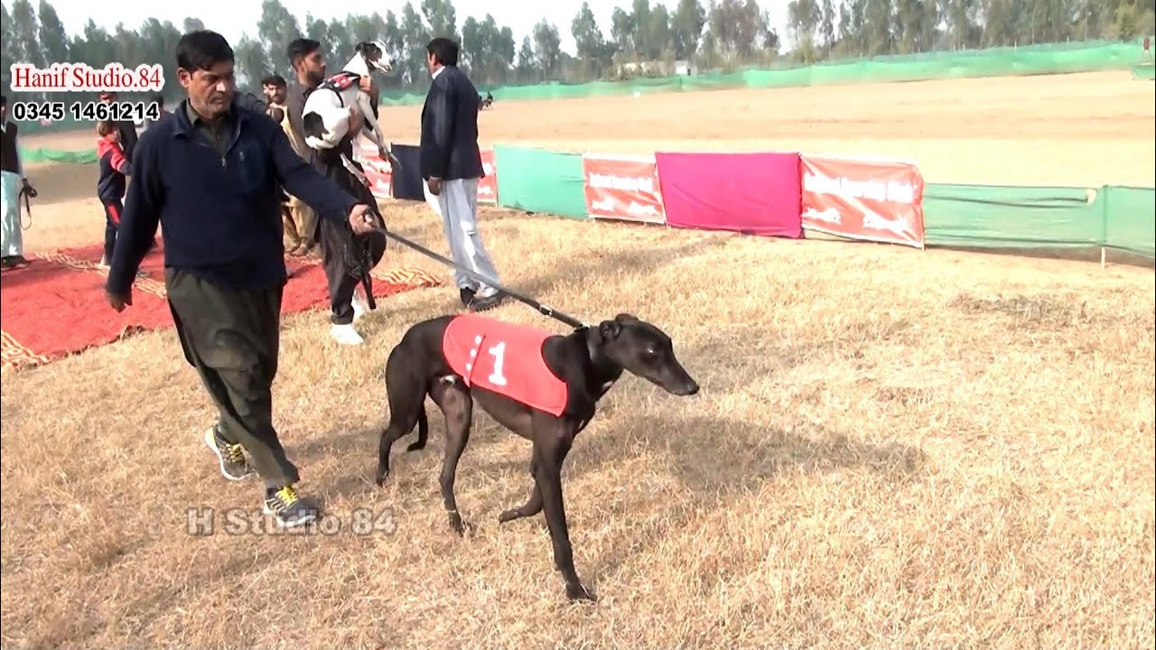 Grayhound derby Final National club salum 20Jan 2025