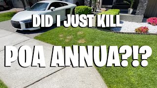 Did I just kill Poa Annua? ~ secret recipe revealed ~ Spring lawn care update!