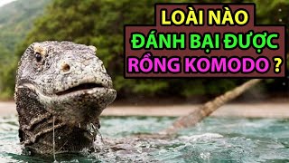 6 Loài Động Vật Có Thể Đánh Bại Rồng Komodo - Động Vật Facts #77