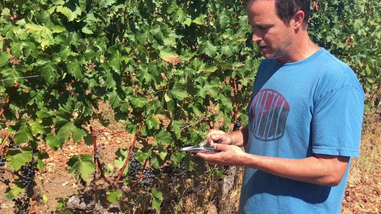 Harvest: Brix Testing with Laurel Glen Vineyard