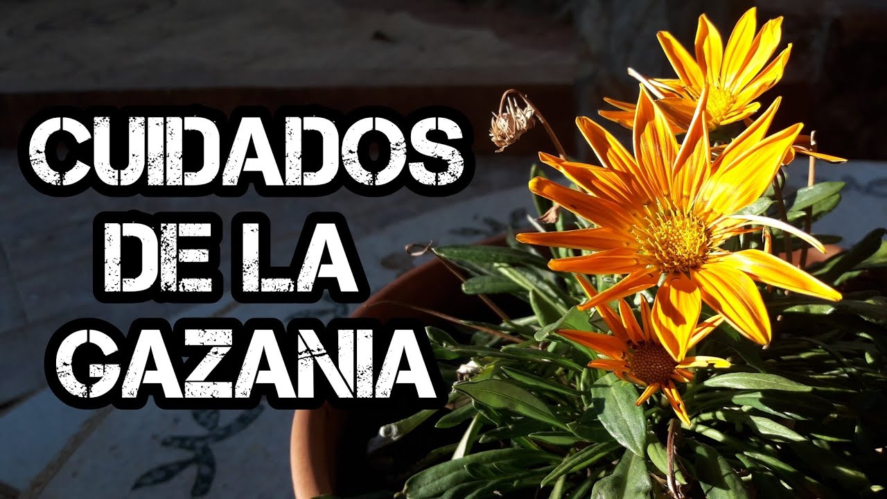 Como CULTIVAR GAZANIAS y tenerlas increíbles {Cuidados De La GAZANIA}