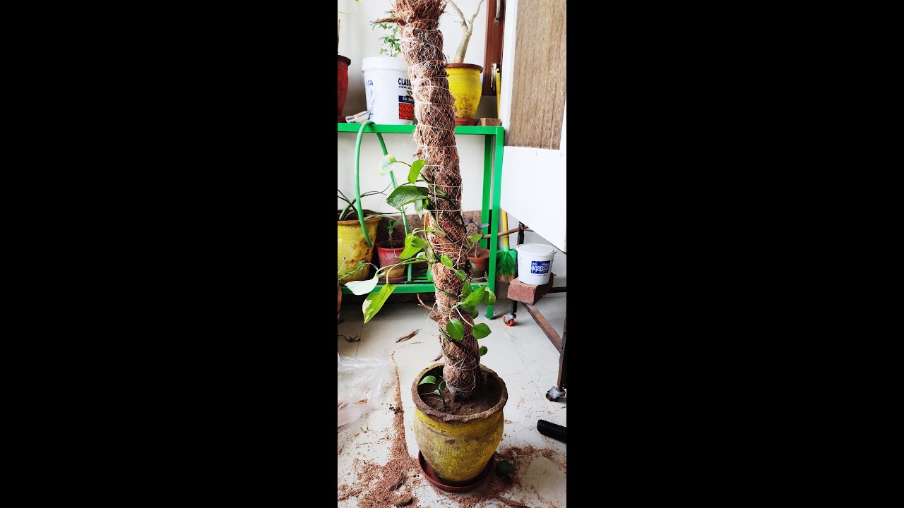 How to make Moss stick for money plant at home Coco Coir Stic How to