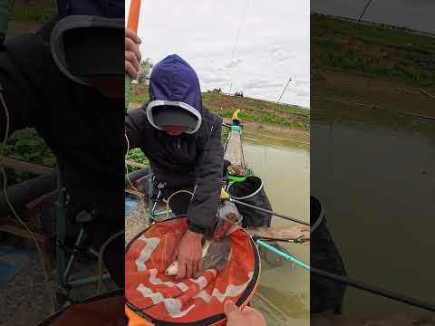 Tập 42 | Ký sự cần thủ Trọng Minh Fishing #cauca #fishing #trongminhfishing