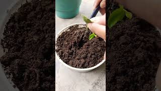 peperomia propagation by leaf #plants #motivational #homegardening