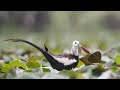 Jacana  | Pheasant Tailed Jacana |  Pheasant Tailed Jacana  | bird video | wildlife | wildlife video