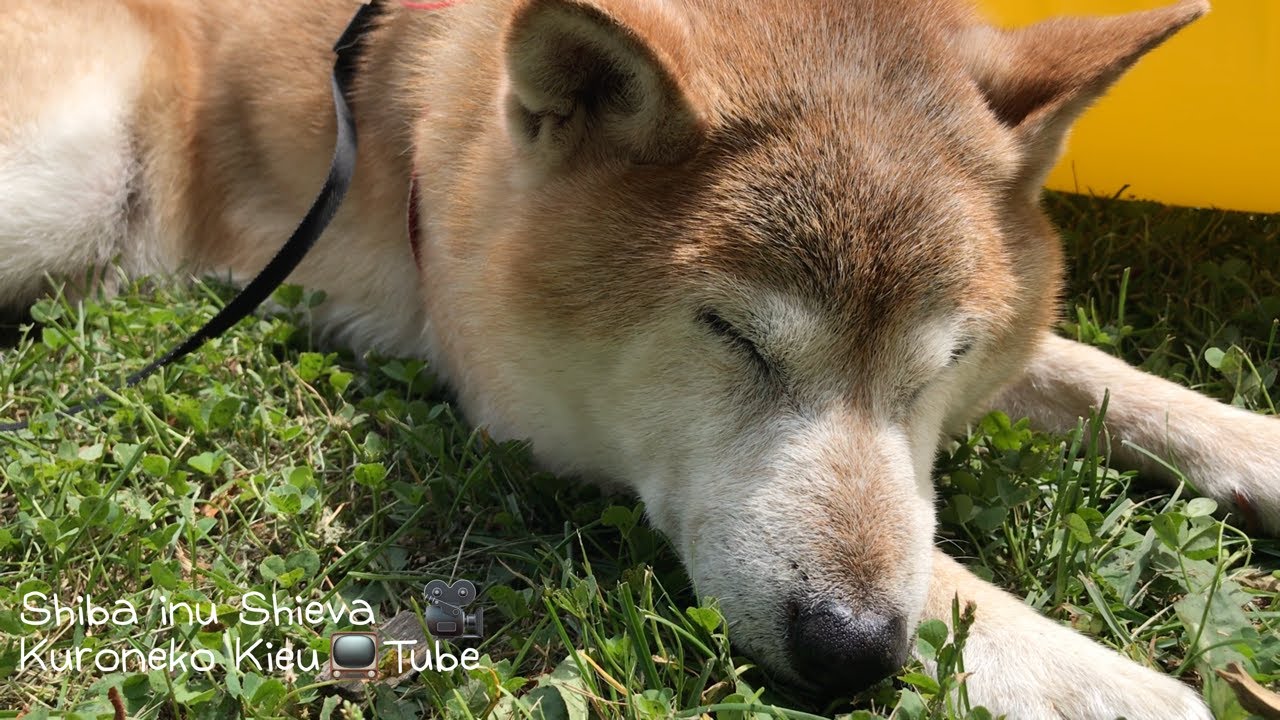 我が家の 犬の泳ぎの教え方 練習 爆笑の柴犬動画 柴犬しーばくんの2回目の泳ぎ 犬かき 犬の水遊び ペットokキャンプ場 北海道洞爺湖キャンプ場にて Youtube