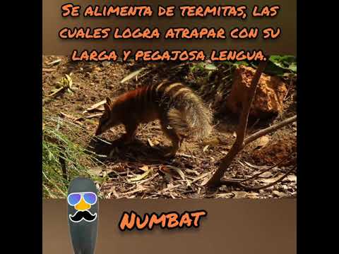 Video: ¿Por qué los numbats son marsupiales?