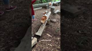 Corgi agility training?