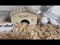 喧嘩後のハムスターをお見せします…