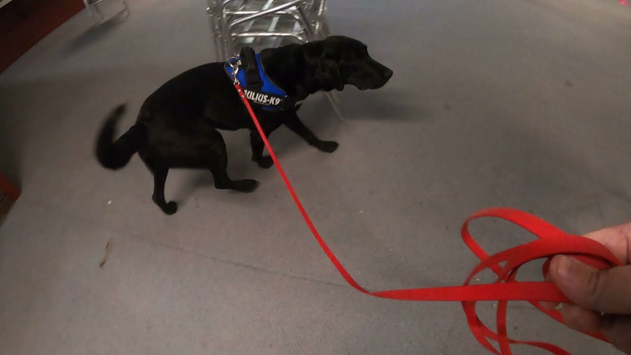 25 September 2023 ANKC excellent exterior