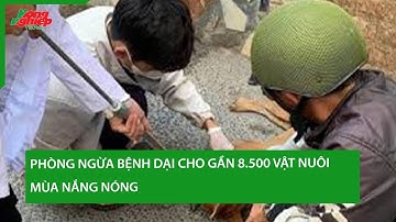 Phòng ngừa bệnh dại cho gần 8.500 vật nuôi mùa nắng nóng