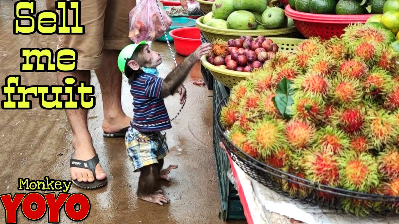 Йо Йо JR идет к в рынок