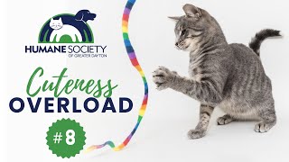 Cute Pet Overload #8 - Check Out the Cute Animals Up for Adoption and Try Not to Say Awwww!