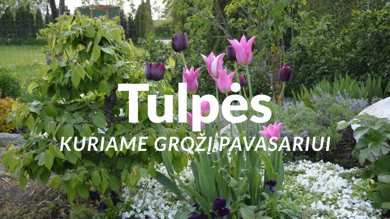 Sodas. Gėlynas. Sodiname tulpes ir kitas svogūnines gėles, kad pavasaris būtų spalvingas