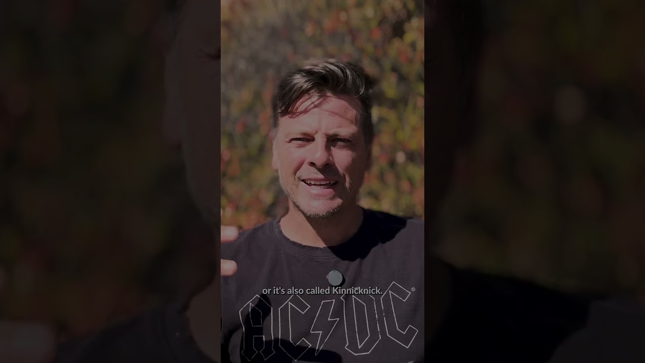 Uva ursi, also known as bearberry, has a rich history rooted in traditional medicine