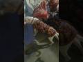 😳 wait for end 💥#funny #viral #comedy #shorts #shortsviral #explorw #trending