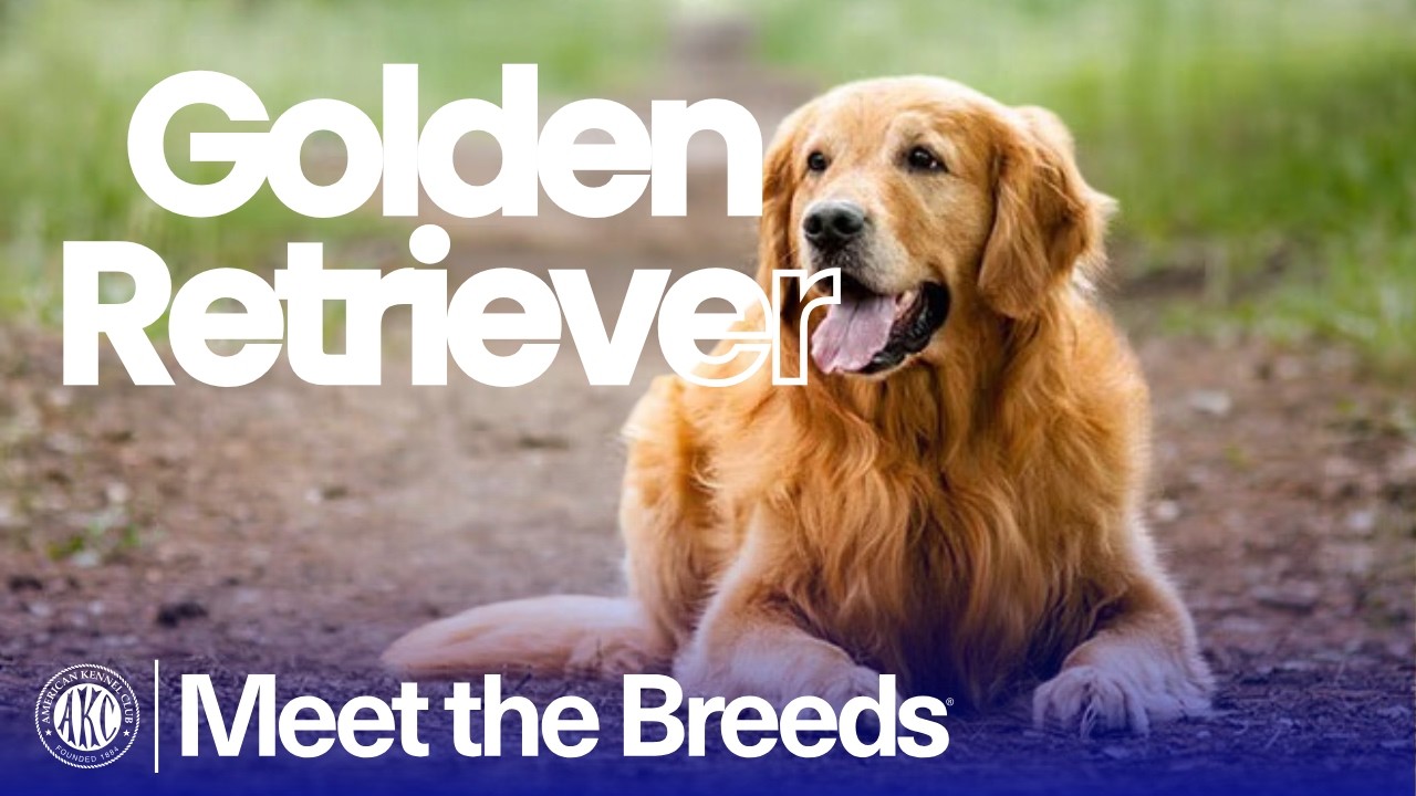 Почему золотистый ретривер не похож ни на одну другую собаку | Знакомство с породами по версии AKC