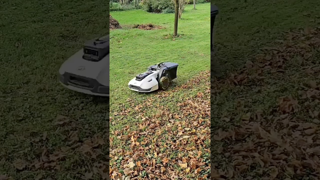 Video of the Day| YUKA’s Satisfying Leaf Cleanup Time-lapse