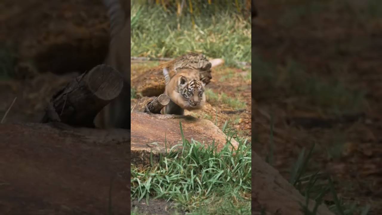 Learning boxing 🐯🐯 