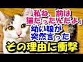 「私ね、前は猫だったんだよ」幼い娘が突然気味の悪いことを言い出した。その理由を知って衝撃【猫の不思議な話】【朗読】