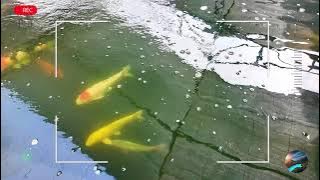 Tranquil Koi Pond – Gentle Music for a Relaxing Atmosphere
