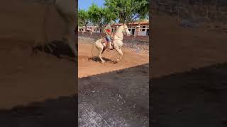 Sultan MR II, español perlino #juchitlanjalisco #caballosespañoles #rancholospotrillos