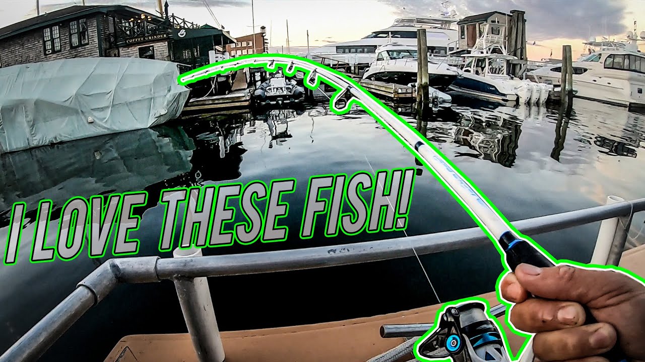 lew's mach 2 pearl spinning combo