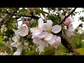 4K Пение птиц весной _ Звуки природы  _  Birdsong in spring _ Sounds of nature