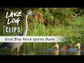 Great Blue Heron Ignores Ducks
